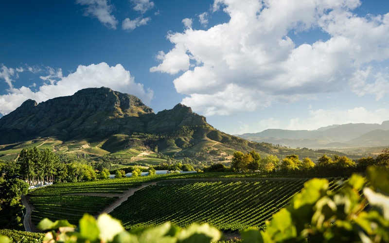 Full-Day Hermanus Whale Watching & Wine Tour — private guided Cape Town day tour with One Day Africa