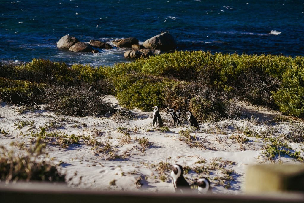 Cape Peninsula Day Tour: Cape Point, Penguins & Chapman's Peak — CAPE TOWN guided tour — photo 5