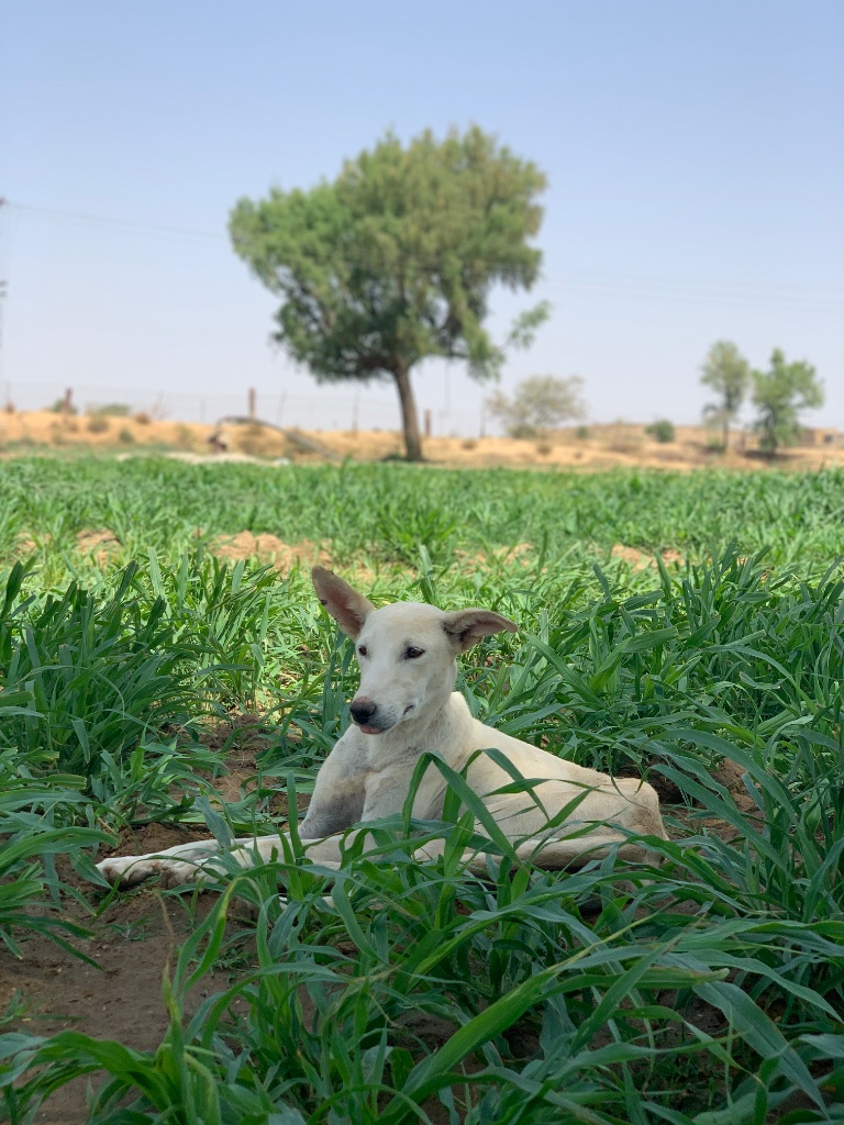 Desert Farm Tour