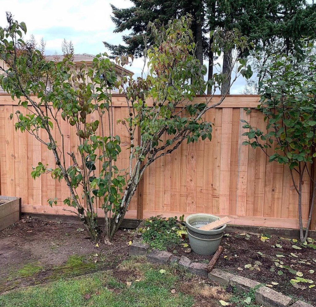 Fencing - Cedar Privacy Fence Trees