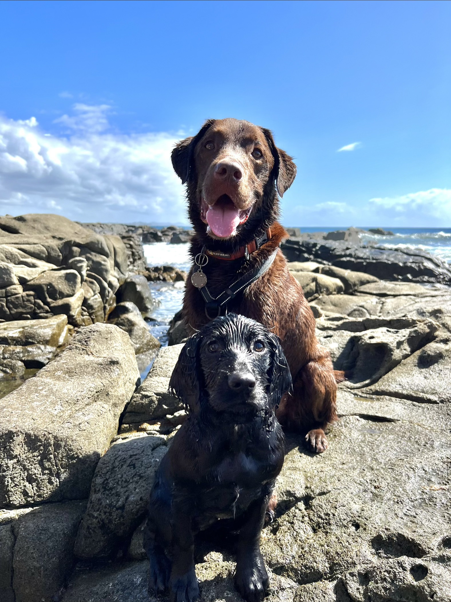 Three happy dogs in golden light