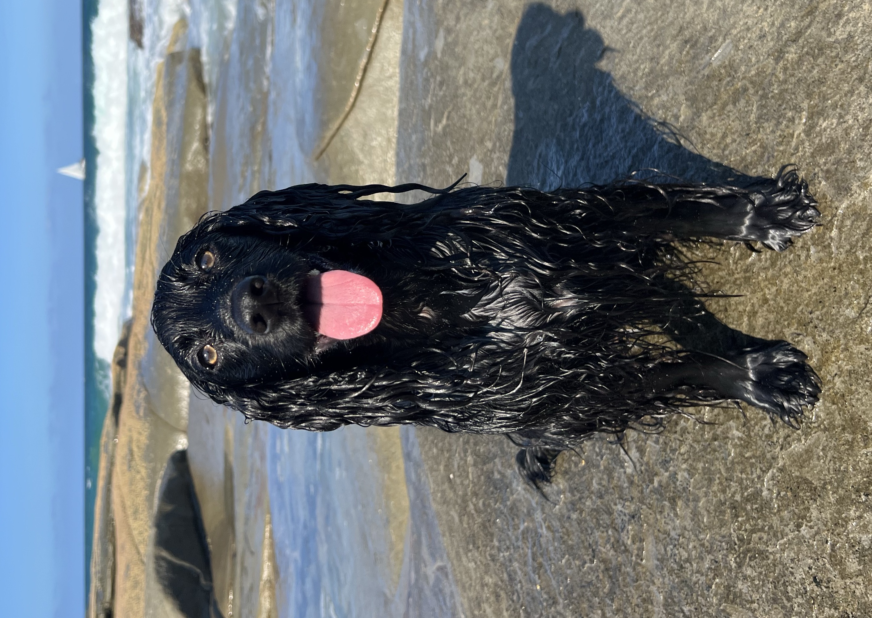 Fancy the Working Cocker Spaniel