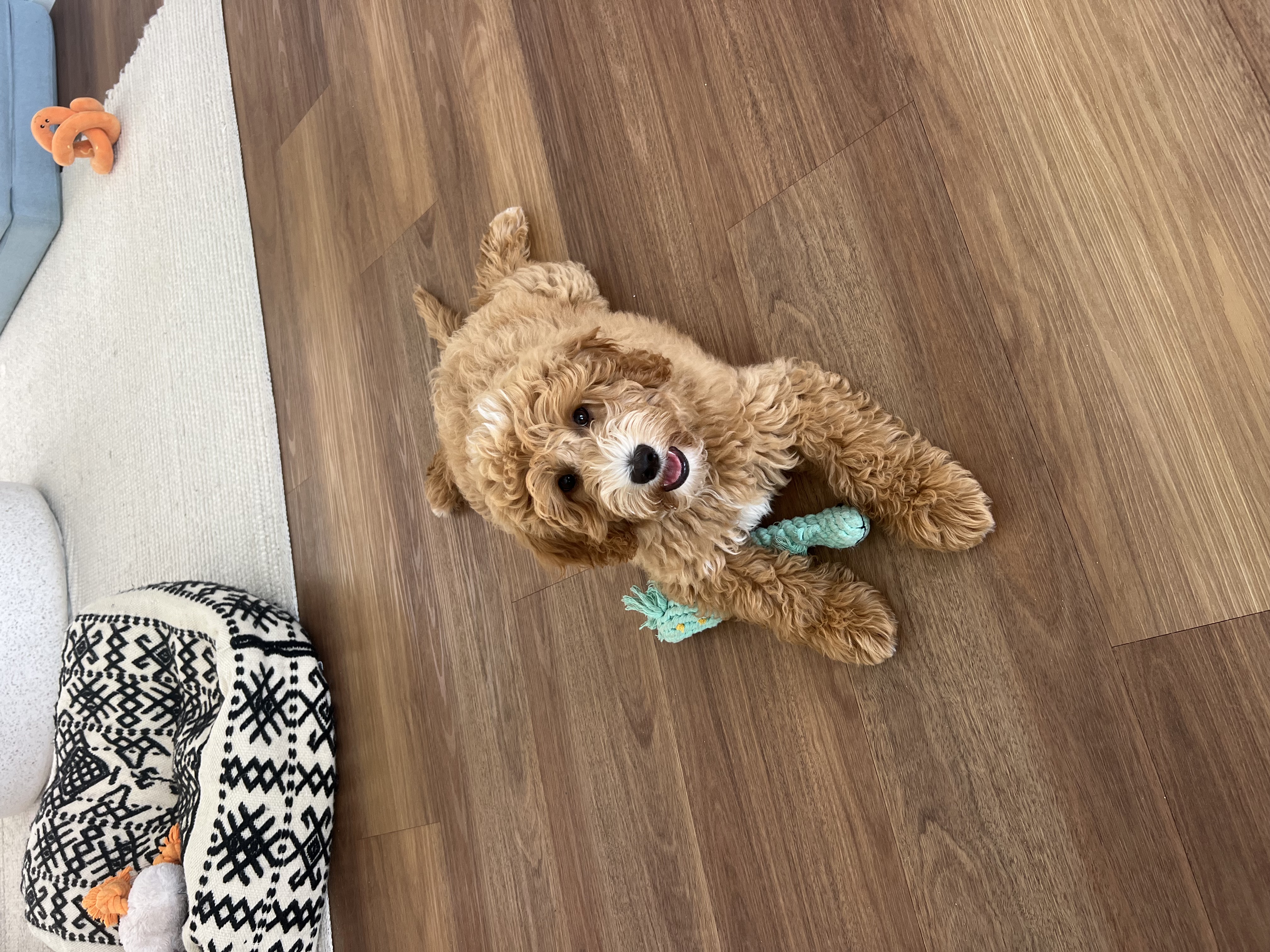 Puppy playing at home