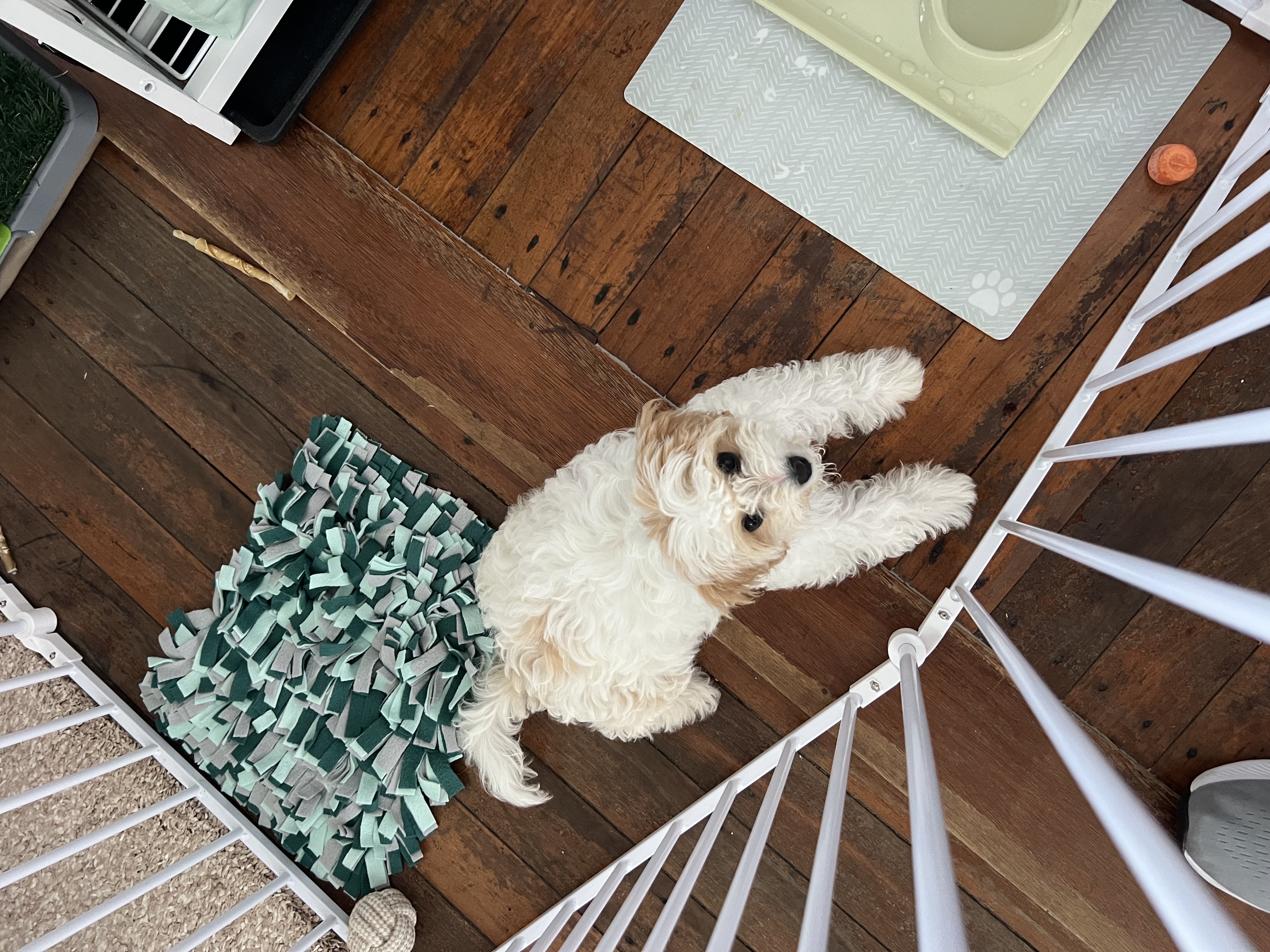 Dog in training