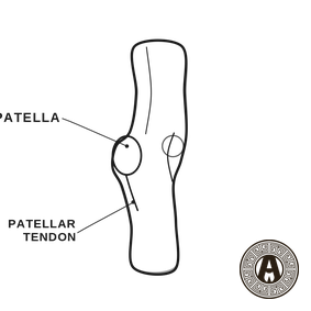 Knee Pain explained: Patella and patellar tendon, knee joint | Achilles Clinic condition guide