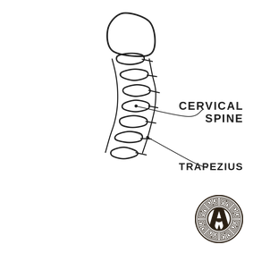 Neck Pain explained: Cervical spine and trapezius | Achilles Clinic condition guide