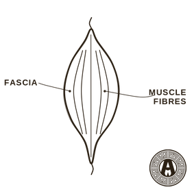 Muscle Recovery explained: Fascia and muscle fibres | Achilles Clinic condition guide