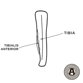 Shin Splints explained: Tibia and tibialis anterior, lower leg front | Achilles Clinic condition guide