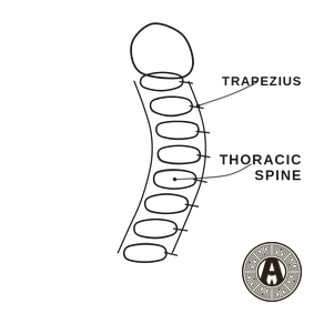 Desk Worker and Postural Pain explained: Thoracic spine and trapezius, postural curve | Achilles Clinic condition guide