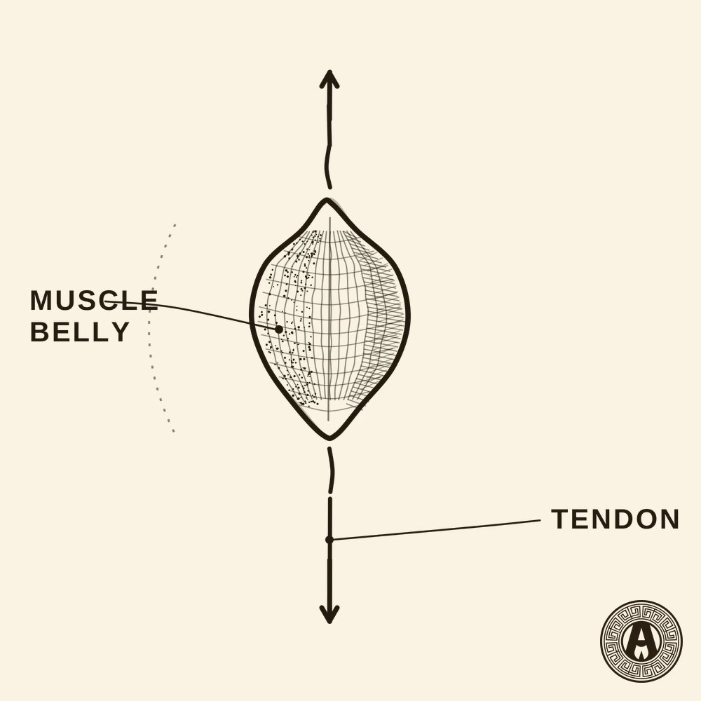 Assisted stretching mechanism at Achilles Clinic: muscle and tendon lengthening, anatomical engraving