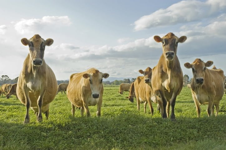Herd of A2 Jersey cows looking at camera on open green pasture