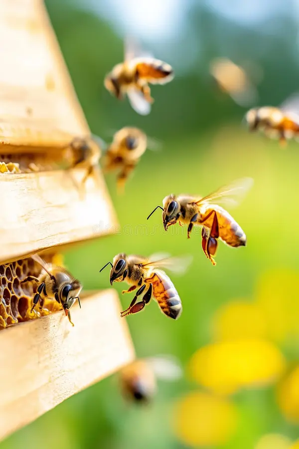 Honeybees flying into wooden hive with honeycomb