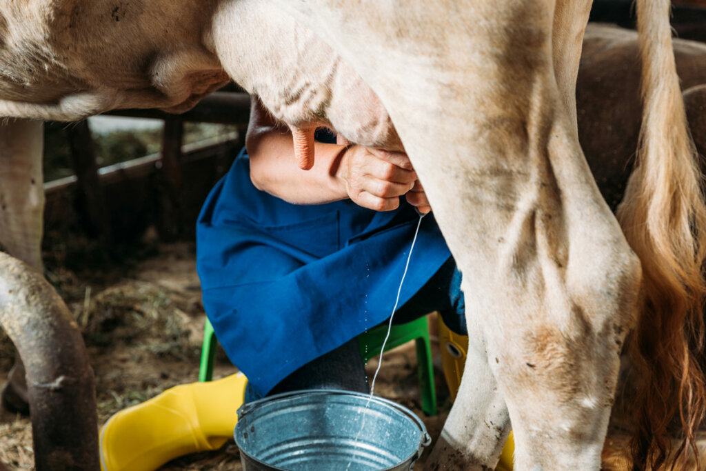 Hand milking a cow into a stainless steel bucket