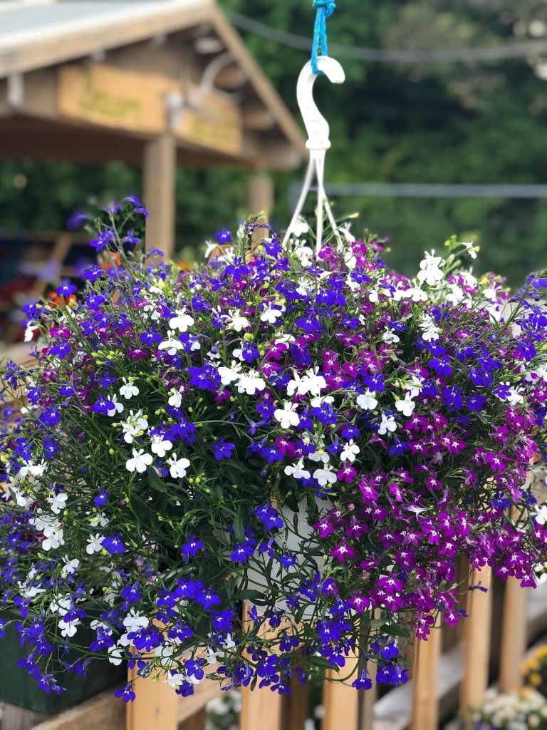 Blumenampel Lobelia-Mix
