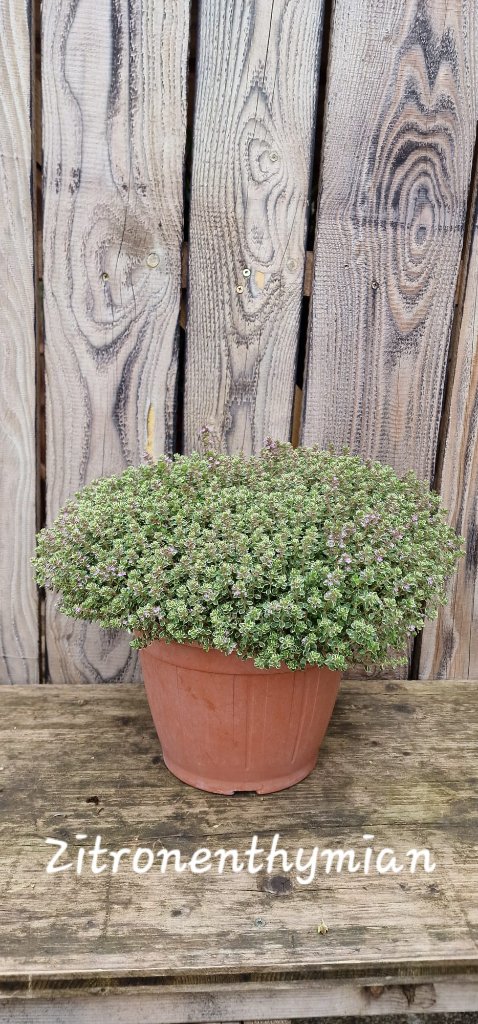 Zitronenthymian (groß)