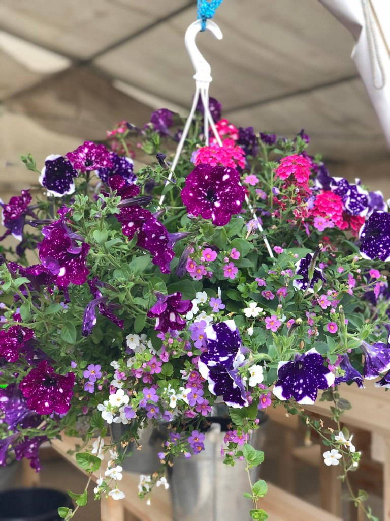 Blumenampel Petunia-Mix