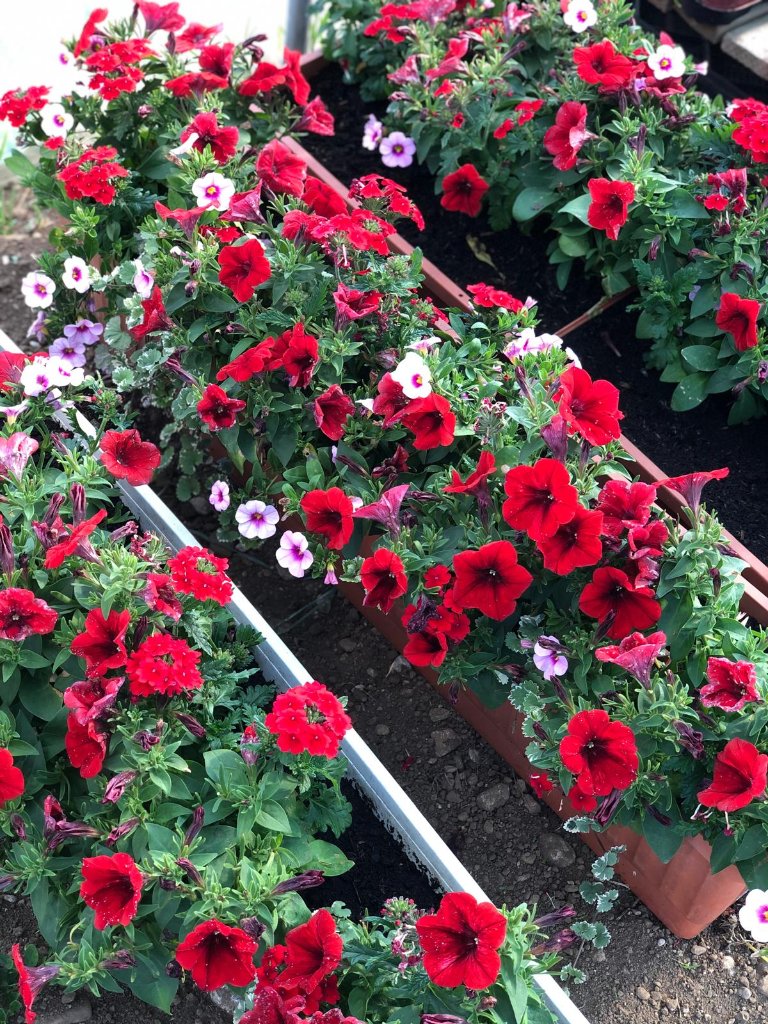 Petunien & Calibrachoa