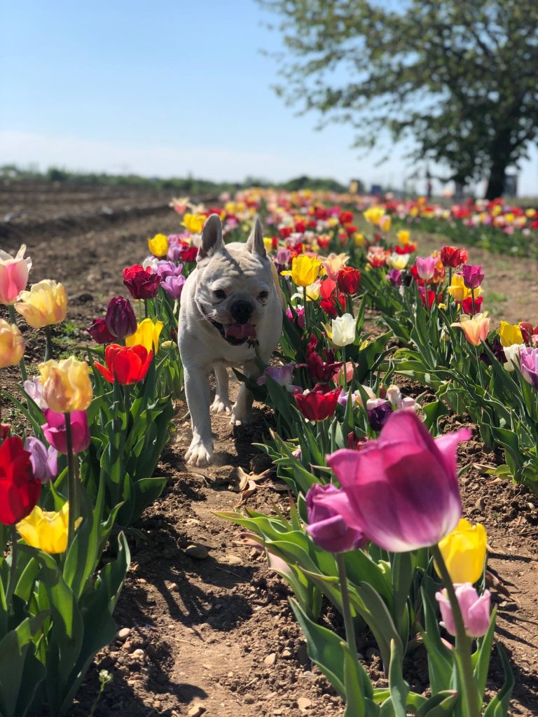 Hofhund Moses im Tulpenfeld