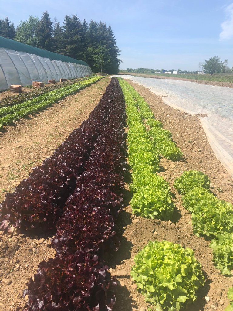 Eichblattsalat & grüner Buttersalat