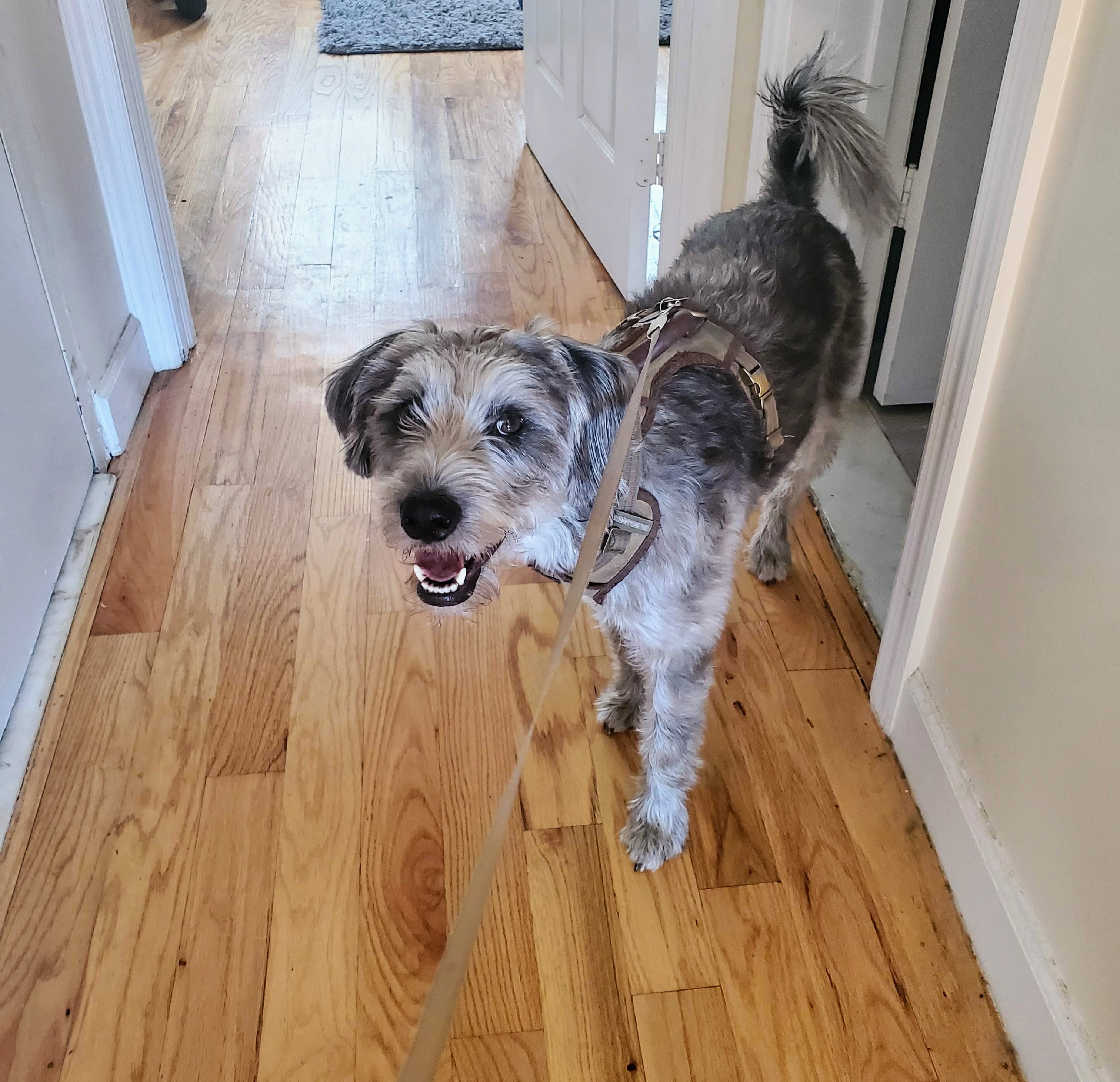 Dog 7
