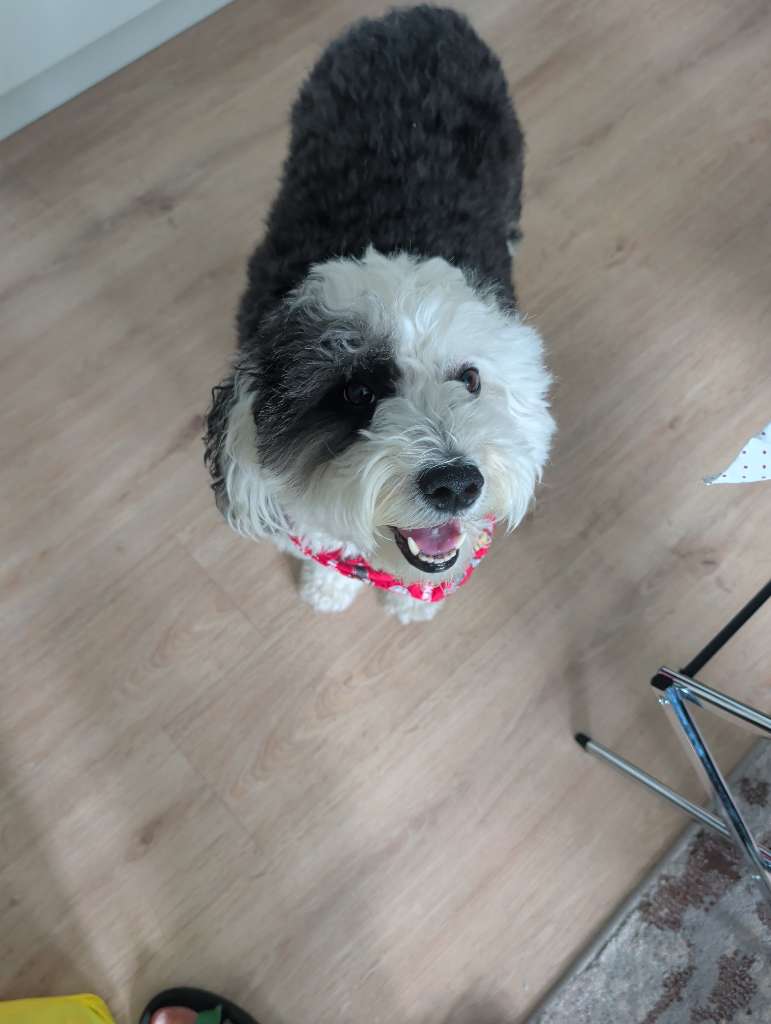 Dog 5