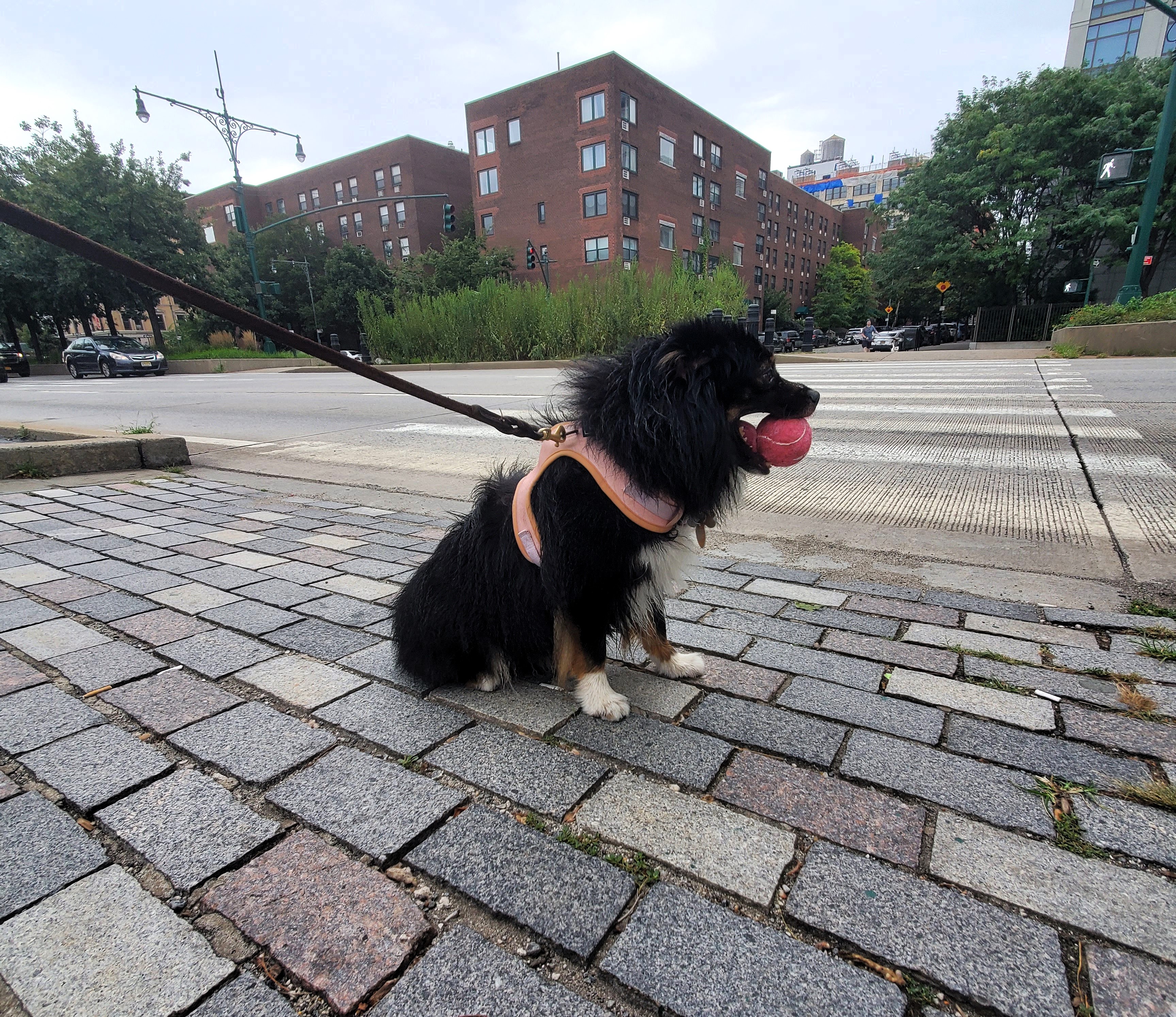 Dog 8
