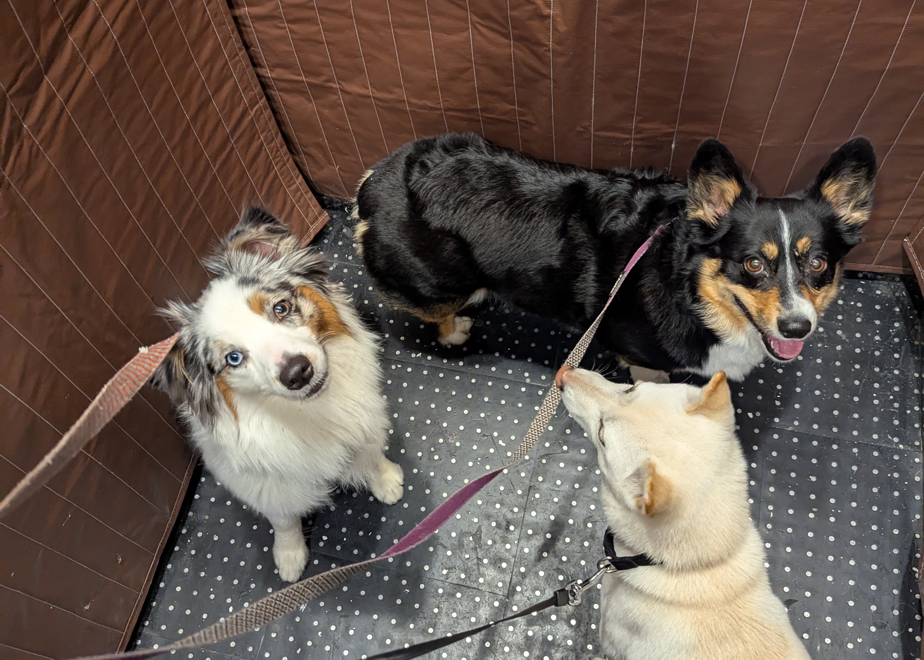 Pack Walks