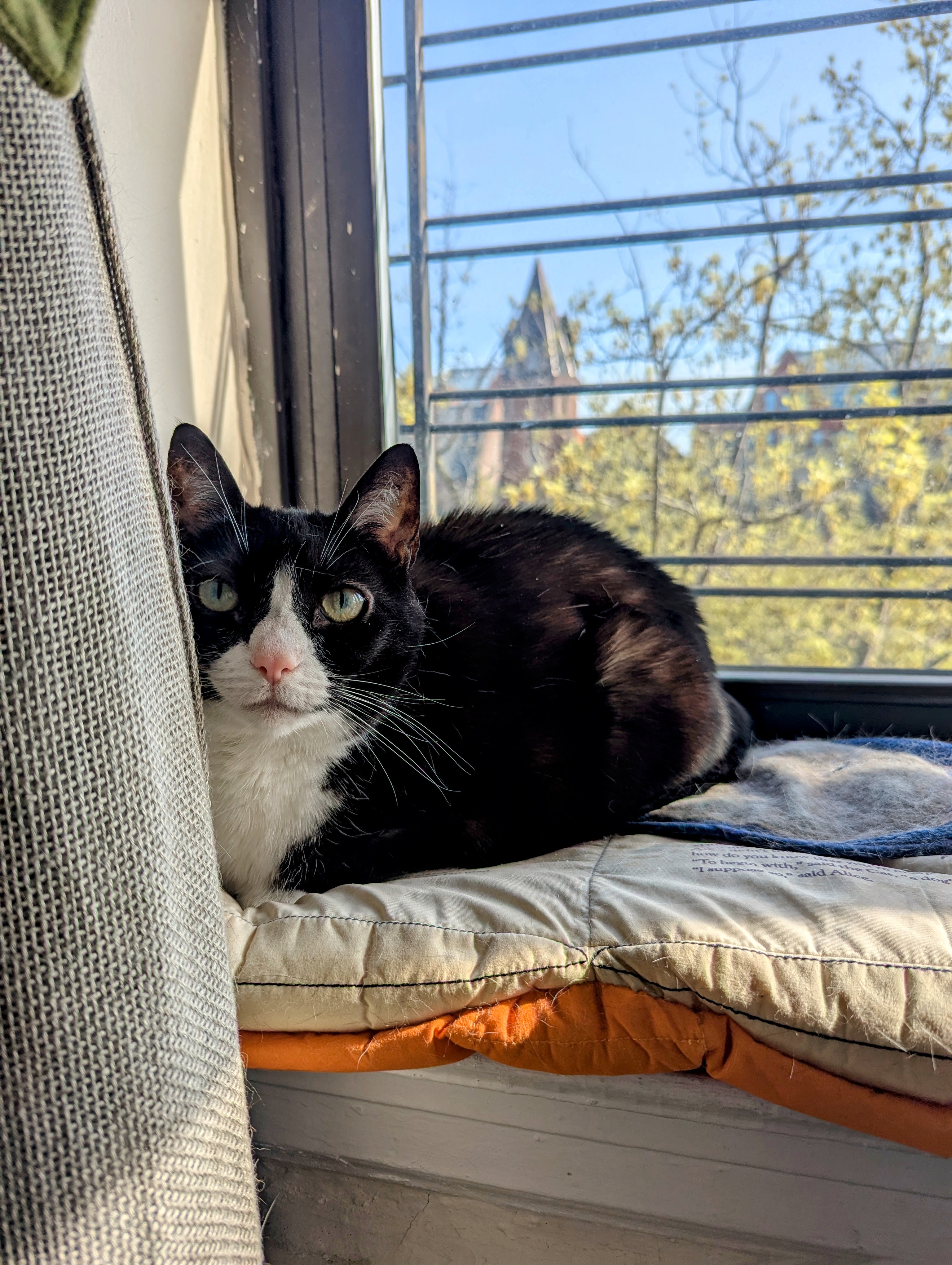 In-Home Pet Sitting & Drop-In Visits