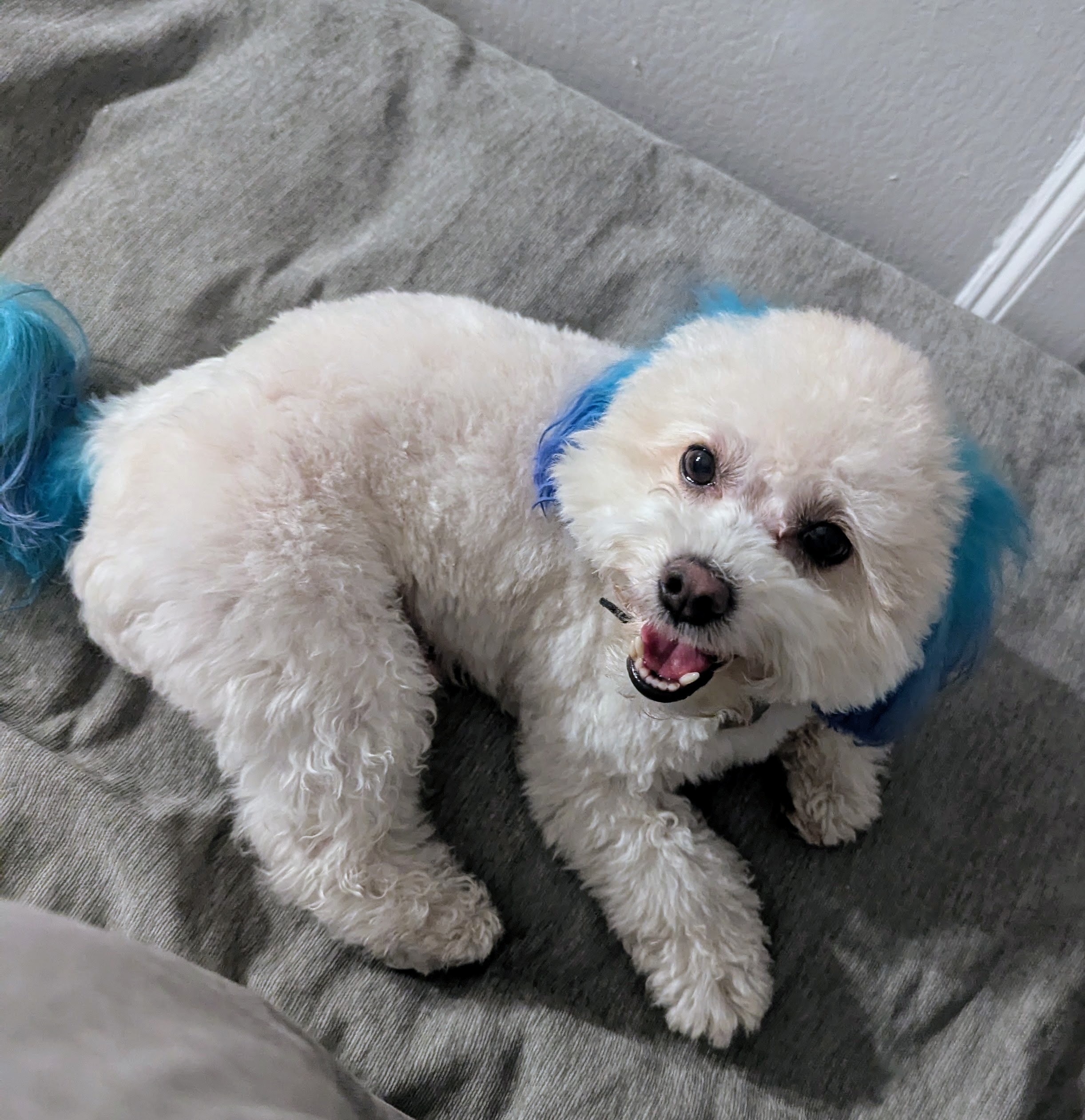 Dog 4
