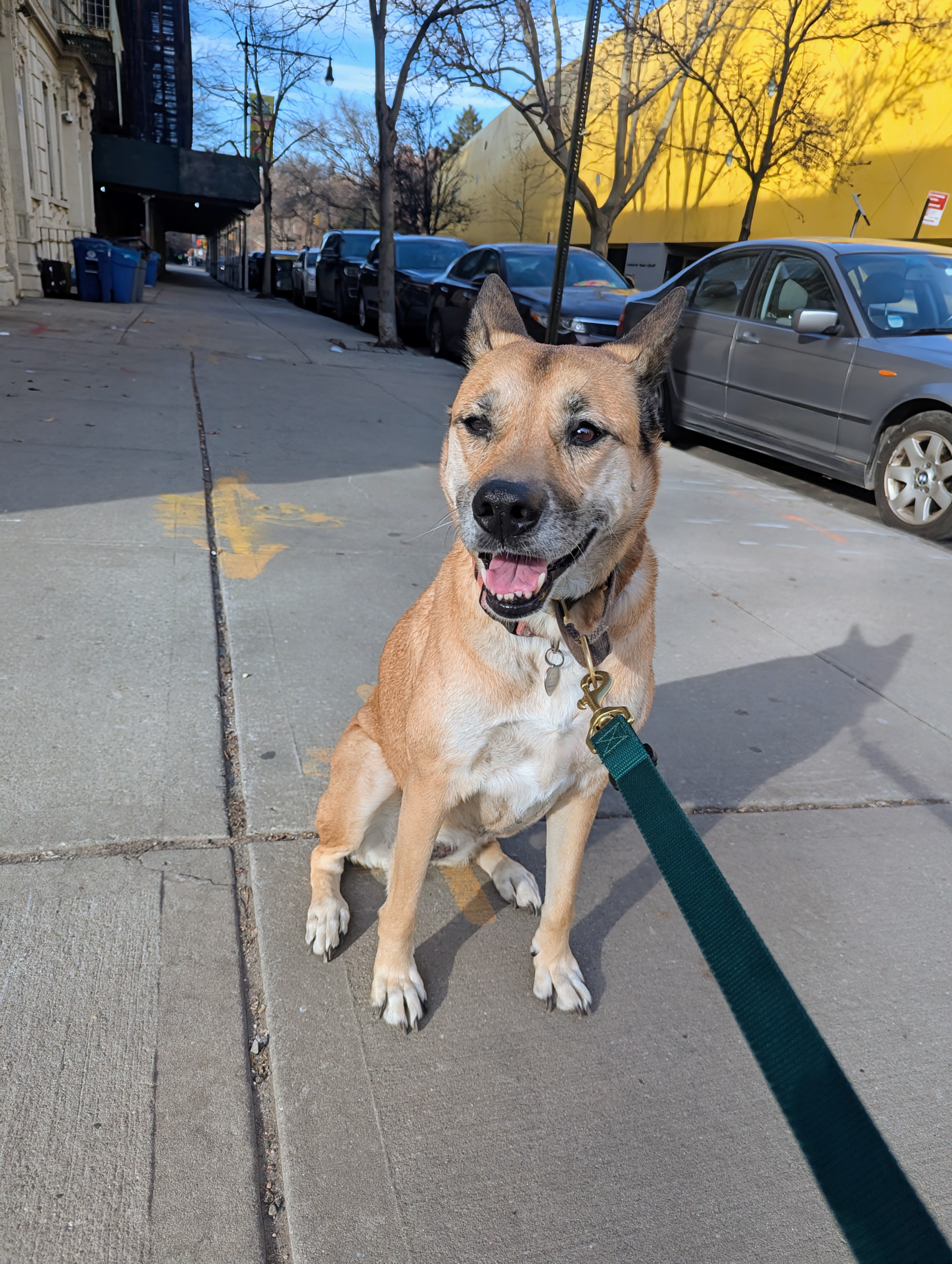 Dog 6