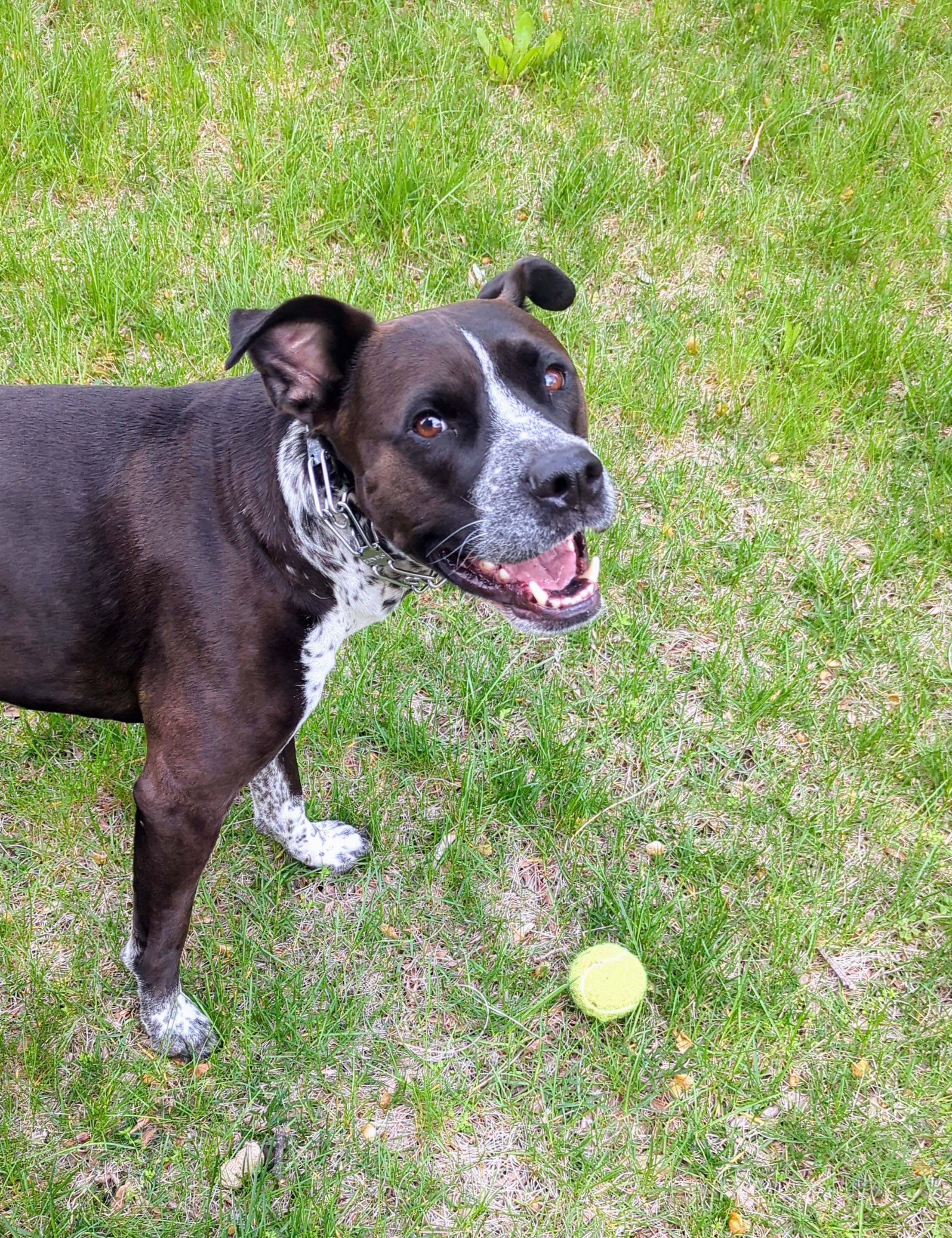 Dog 2