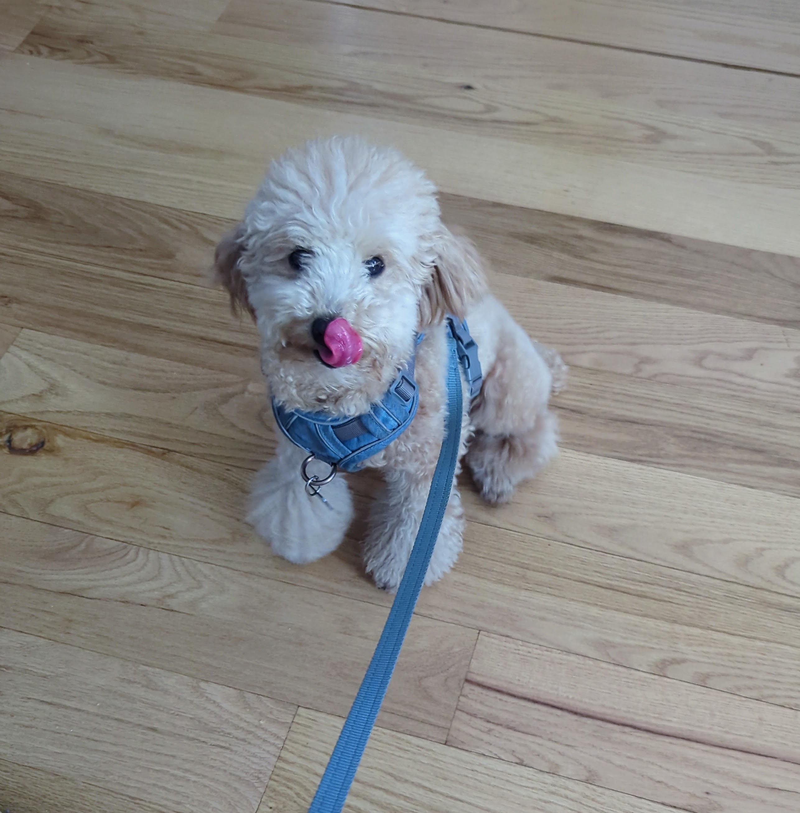 Dog 3