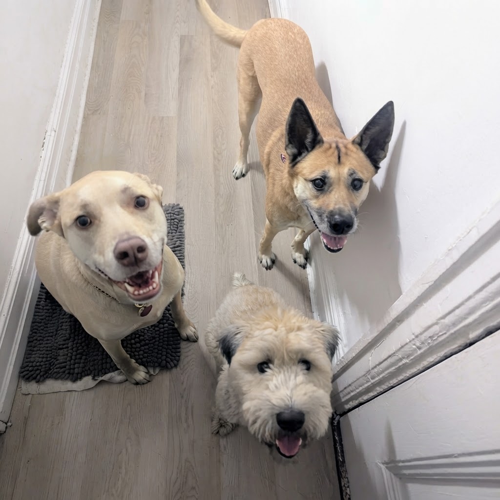 Overnight Dog Boarding