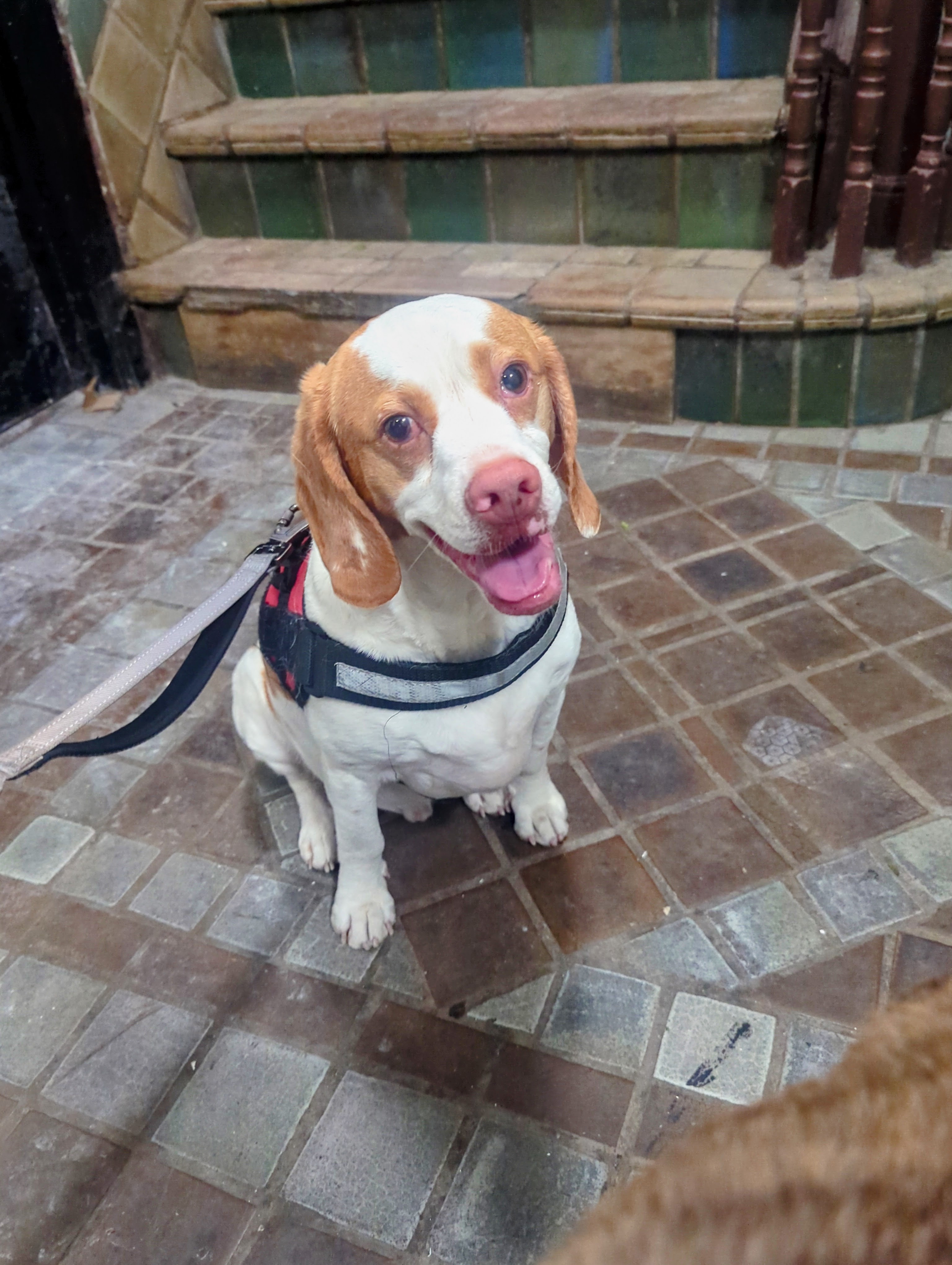 Dog 1