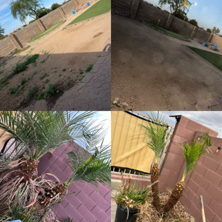 Yard leveling and palm trim