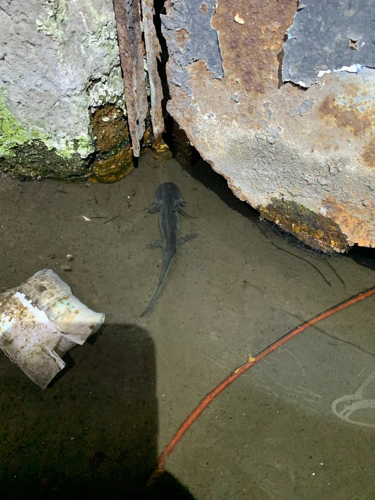 Ambystoma mexicanum silvestre — iNaturalist #107672183