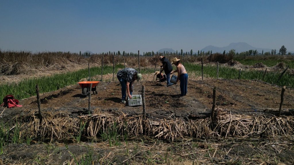 Trabajo comunitario en campo