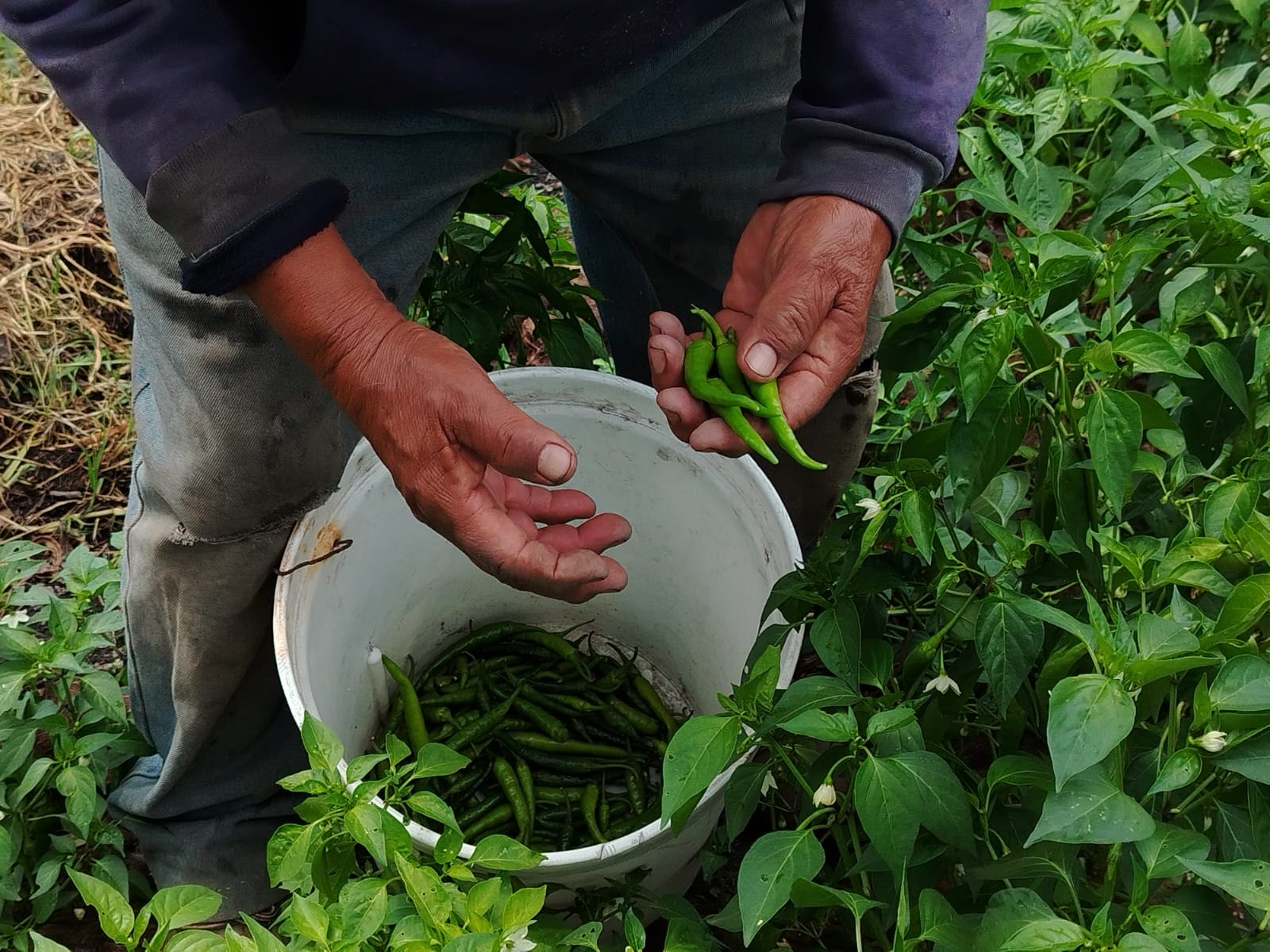 Hand harvesting of Chicuarote chili