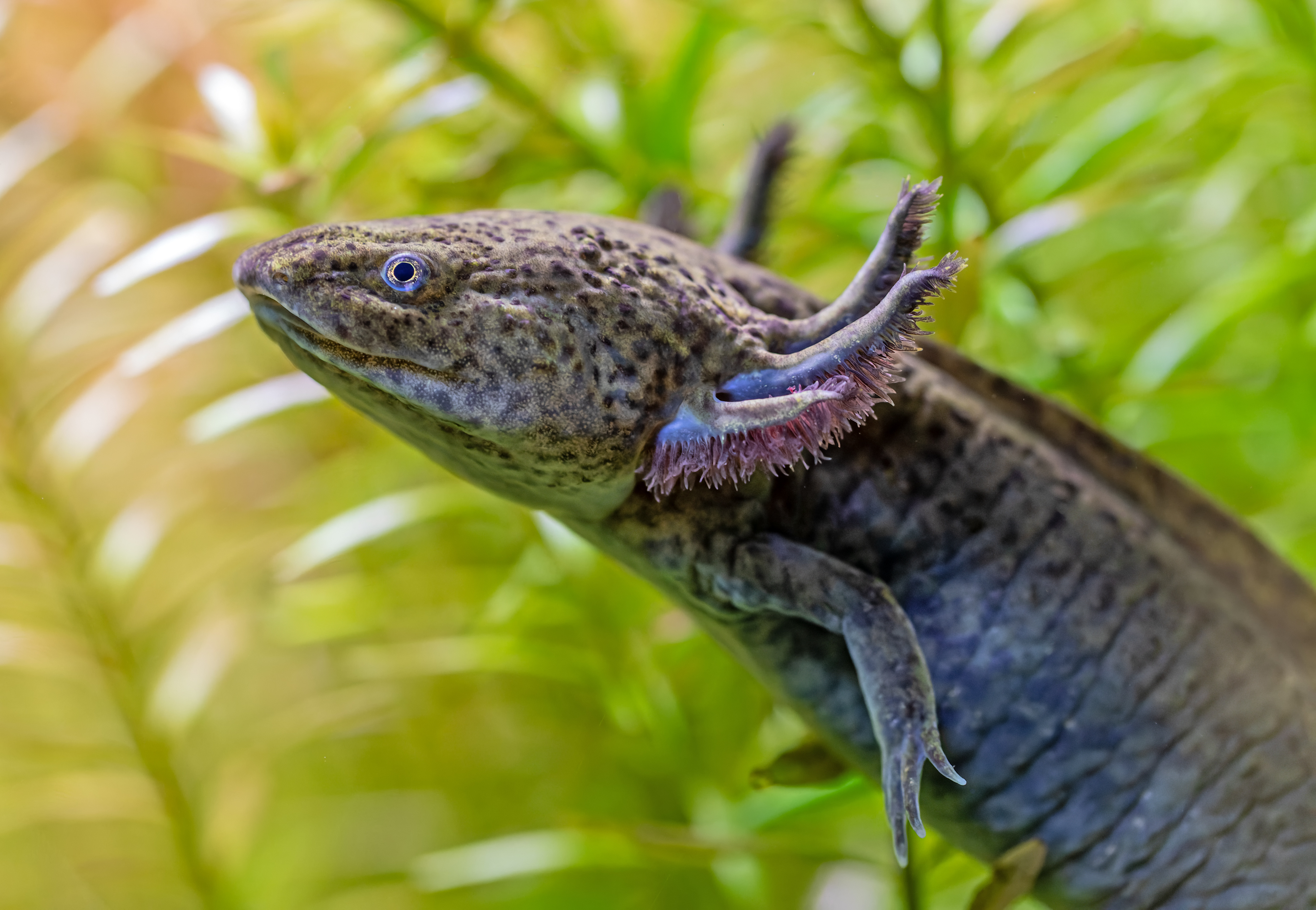 Special Axolotl Dedicated Journey