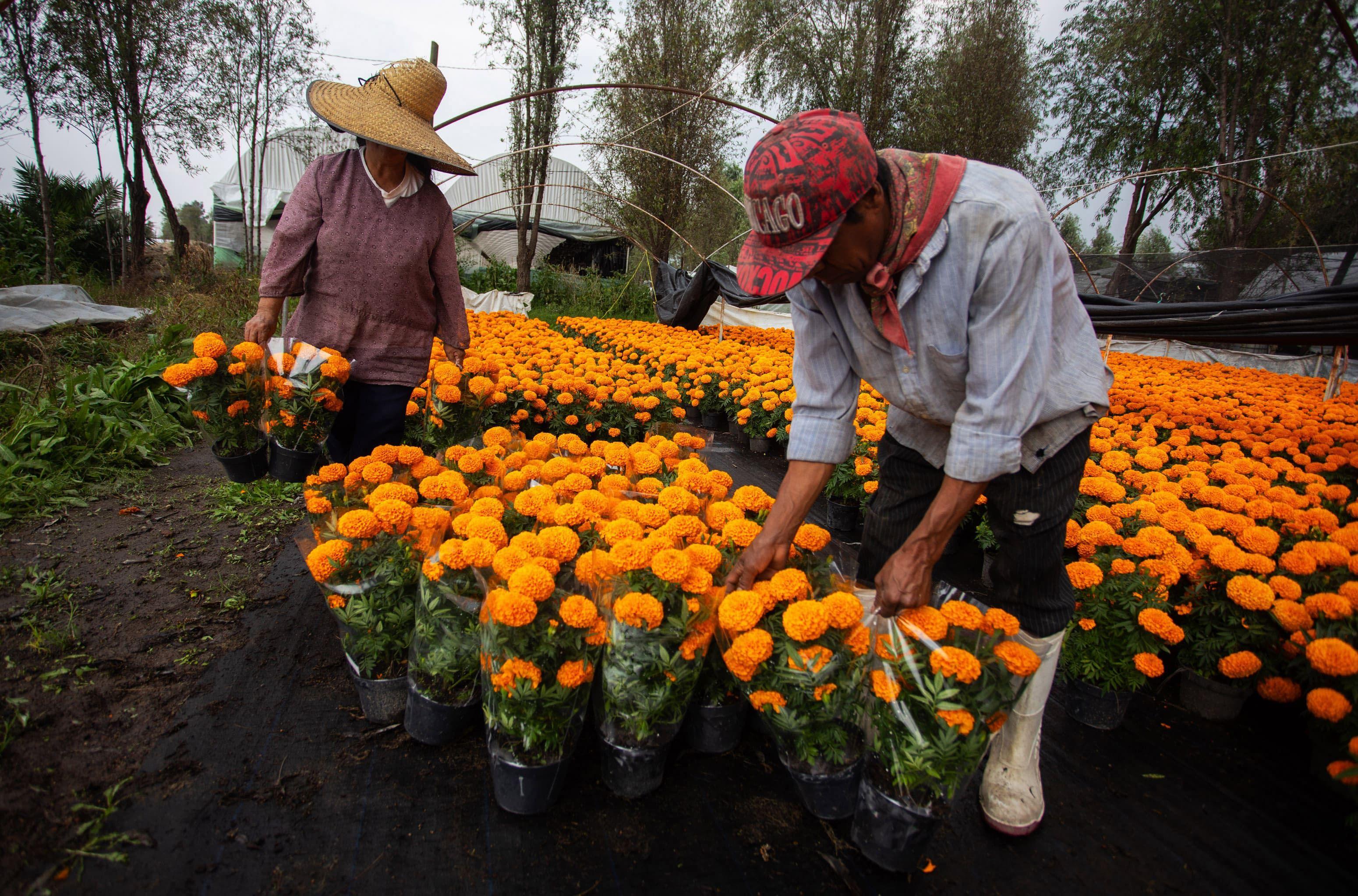 Cempasúchil en las chinampas de Xochimilco