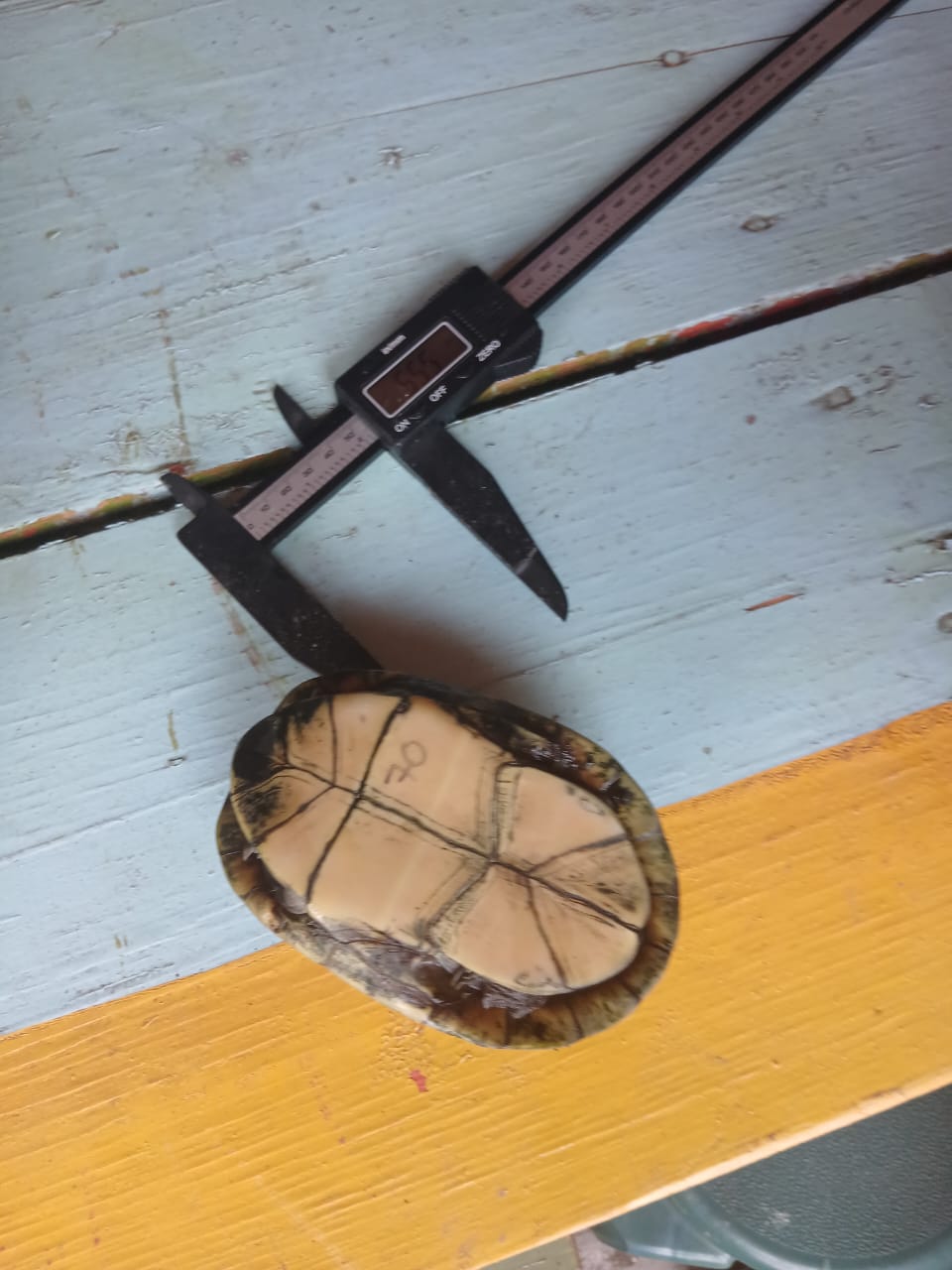 We Cannot Conserve the Turtle Without Conserving Xochimilco 1