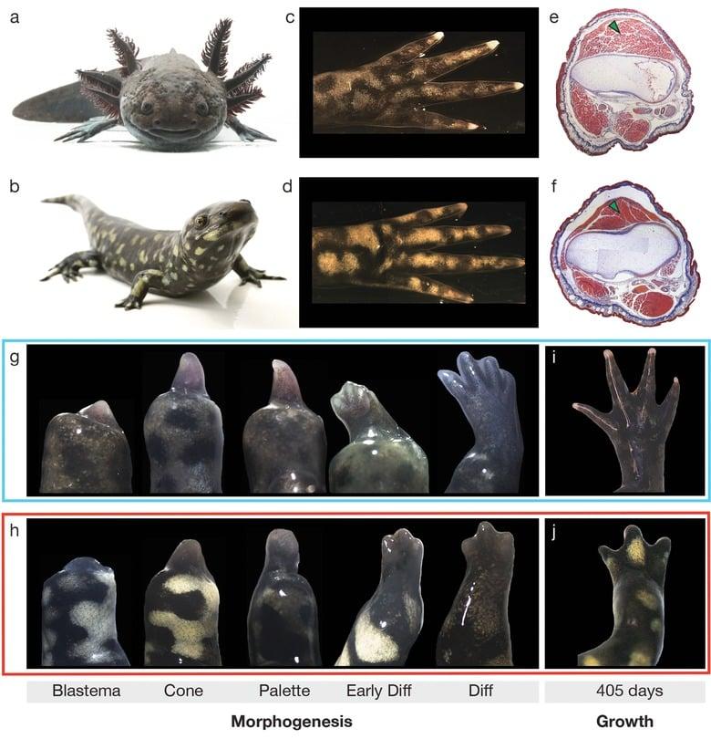 Morfogénesis y regeneración de extremidades — Blastema, Cone, Palette, Early Diff