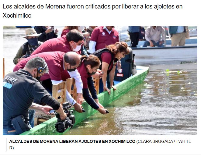 Alcaldes de Morena liberan ajolotes en Xochimilco