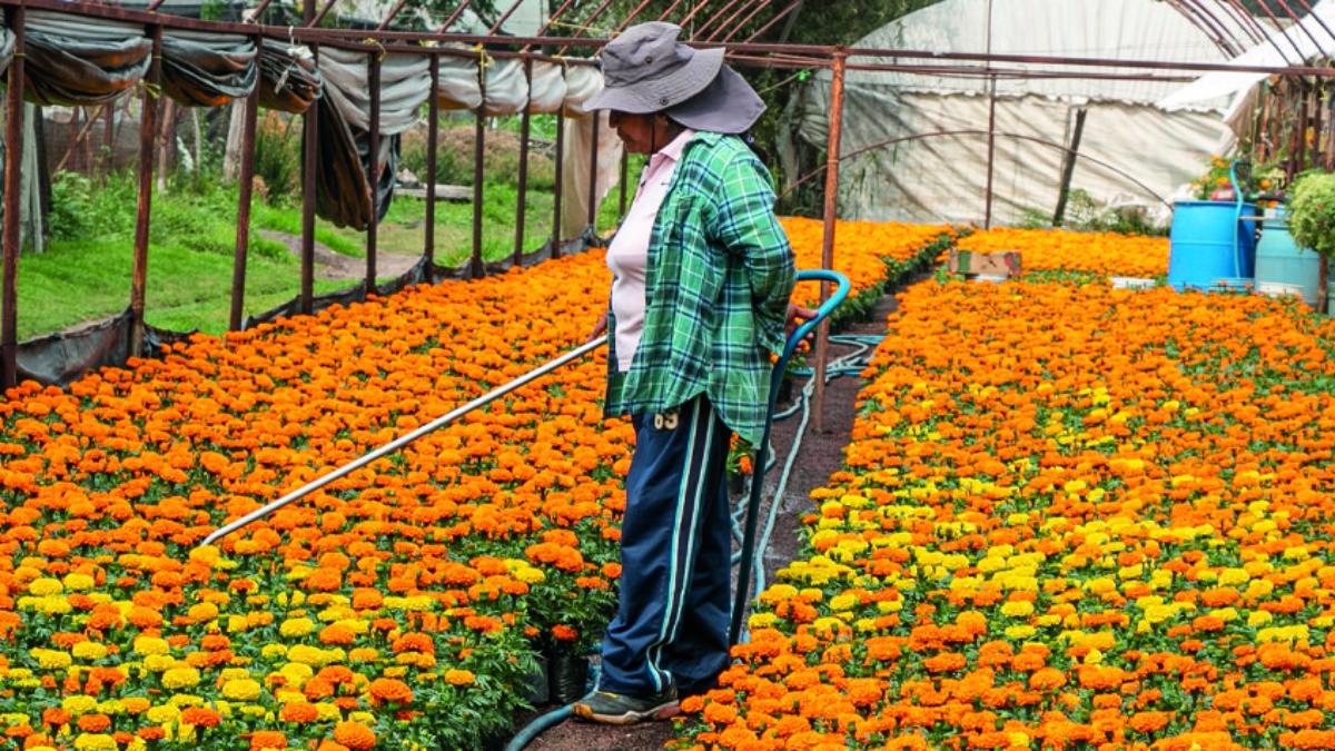 Producción de cempasúchil en viveros de Xochimilco