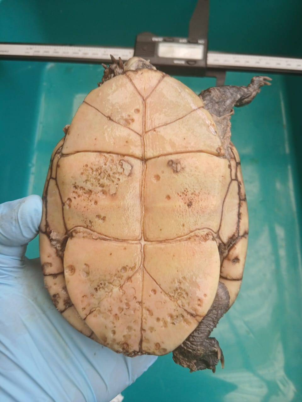 Detailed plastron biometry