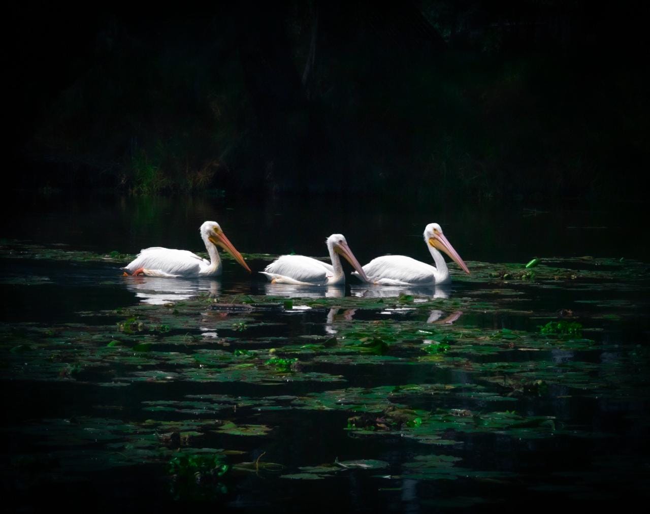 Fauna