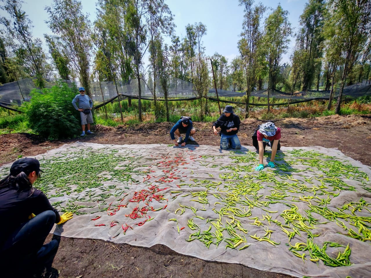 Community harvest with volunteers