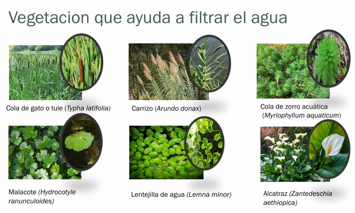 Filtering vegetation gallery