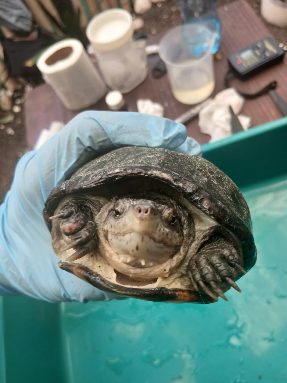 Tortuga Casquito de Xochimilco
