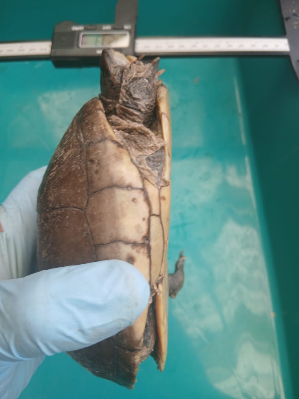 Why Conservation Genetics? 1
